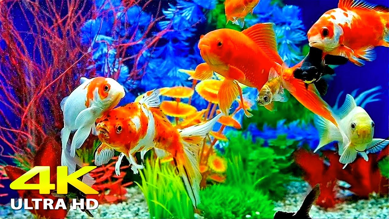 How to Prepare Before You Buy Live Aquarium Fish Online: Expert Tips for a Thriving Tank